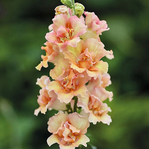 Snapdragon Doubleshot Peach
