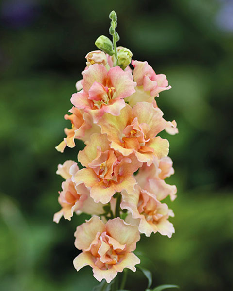 Snapdragon Doubleshot Peach