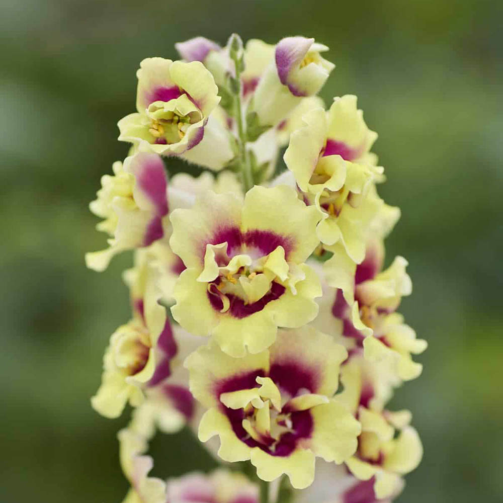 Snapdragon Doubleshot Yellow Red Heart