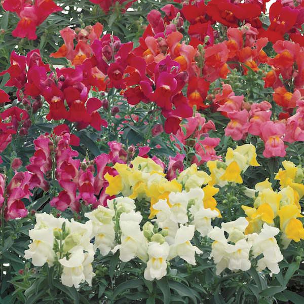 Floral Showers Mix snapdragon Snapdragons Floral Showers Mix