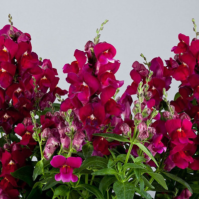 Snapdragons Floral Showers Purple