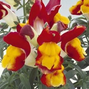 Floral Showers Red and Yellow snapdragon Snapdragons Floral Showers Red and Yellow