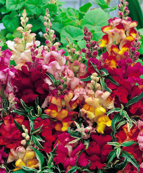 Snapdragon Frosted Flames