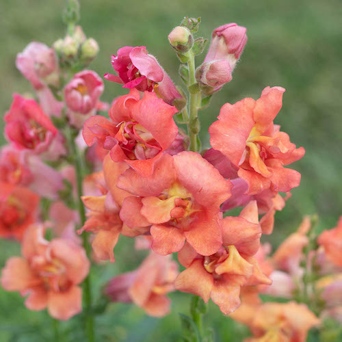 Snapdragons Madame Butterfly Bronze