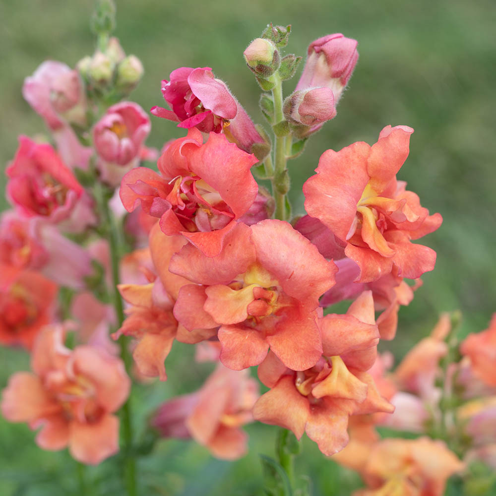 Snapdragons Madame Butterfly Bronze flower spike