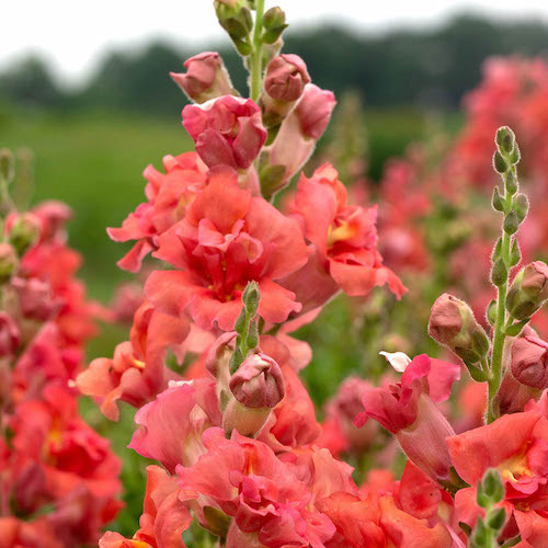 Snapdragon Seeds, 32 snapdragons