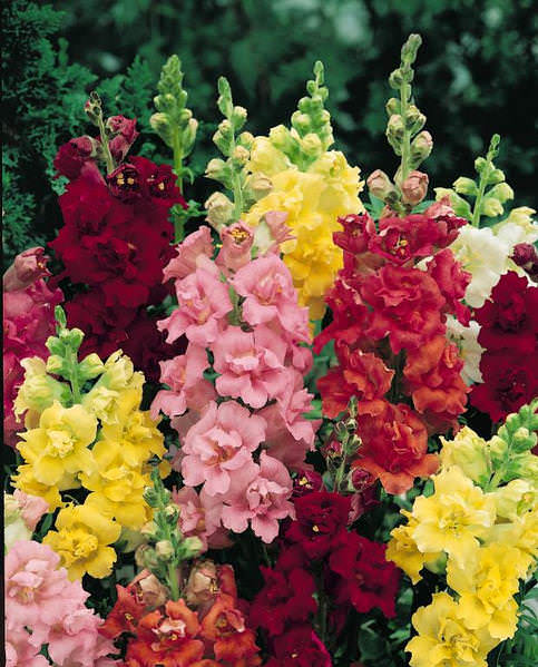 Snapdragons Madame Butterfly