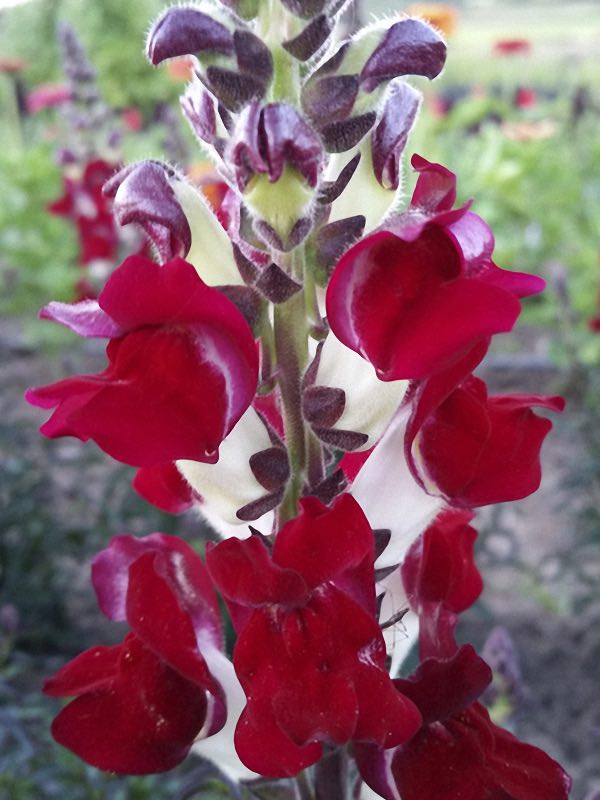 Snapdragons Night and Day