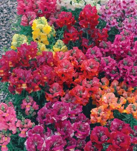 Palette Mix snapdragon Snapdragons Palette Mix