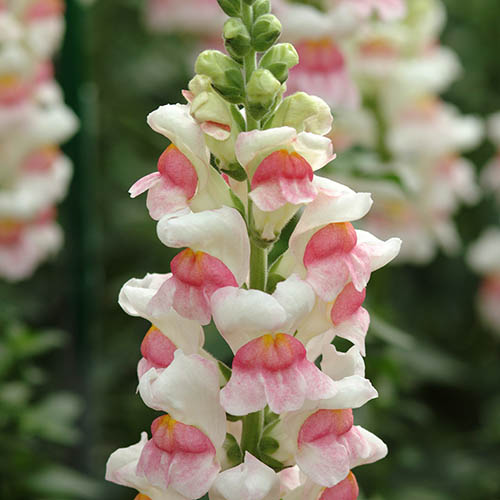 Snapdragon trailing