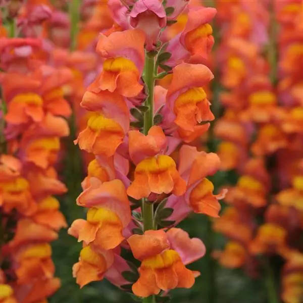 Snapdragon Potomac Dark Orange