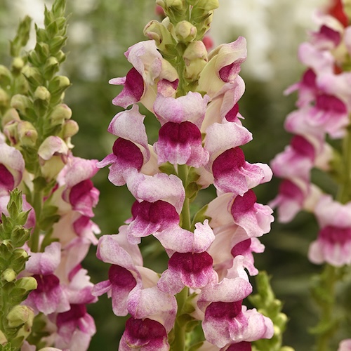 Snapdragon Potomac Plumblossom