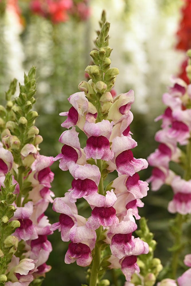 Snapdragon Potomac Plumblossom