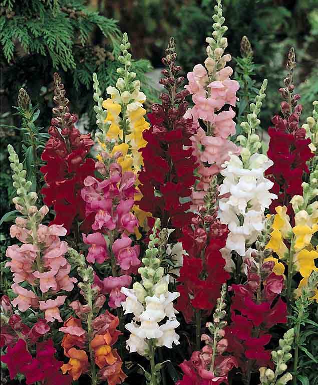 Snapdragons Rocket Mix