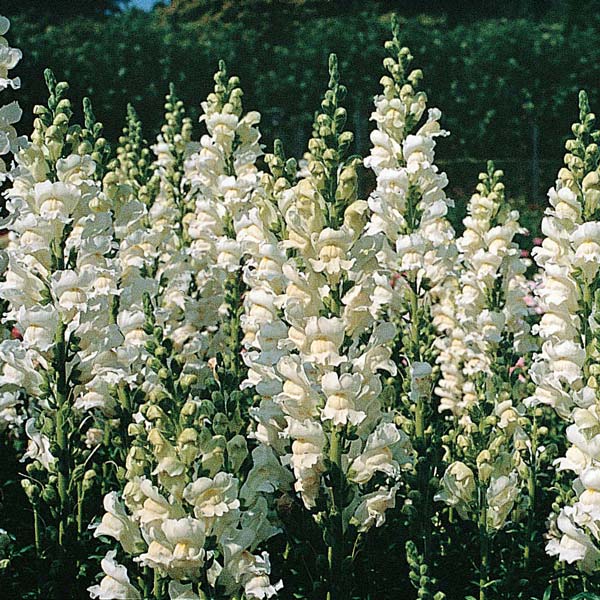 Royal Bride Snapdragon seeds