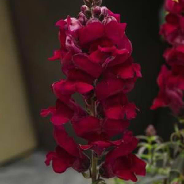 Snapdragons Sonnet Crimson - Annual Flower Seeds