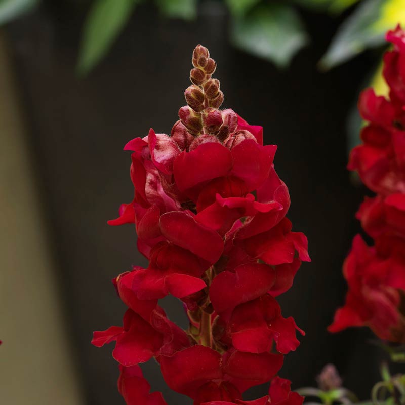 Snapdragons Sonnet Crimson