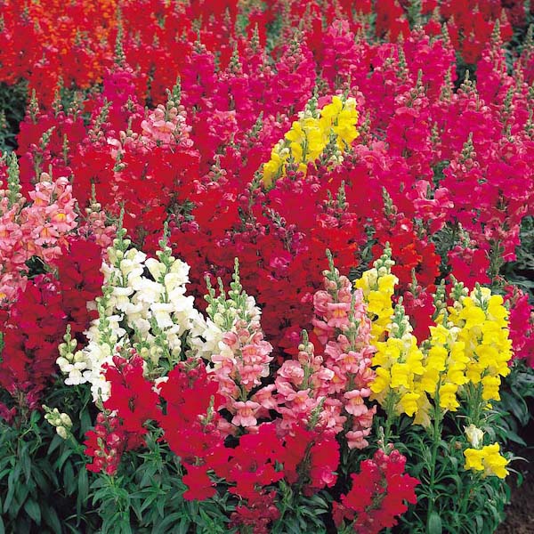 Snapdragon Sonnet Mix