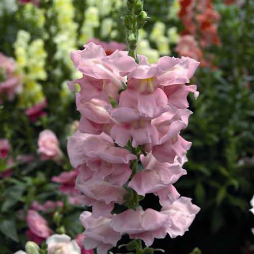 Sonnet Pink snapdragon Snapdragons Sonnet Pink