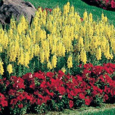 Sonnet Yellow snapdragon Snapdragons Sonnet Yellow