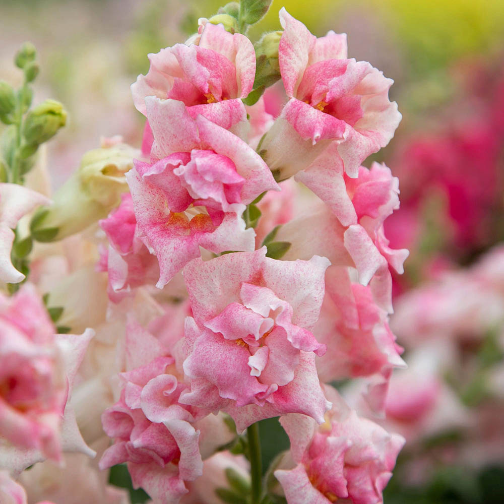 Snapdragon Sweet Duet Appleblossom