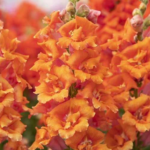 Snapdragon Sweet Duet Peach