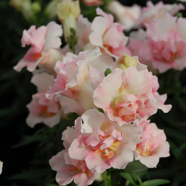 Snapdragon Twinny Appleblossom