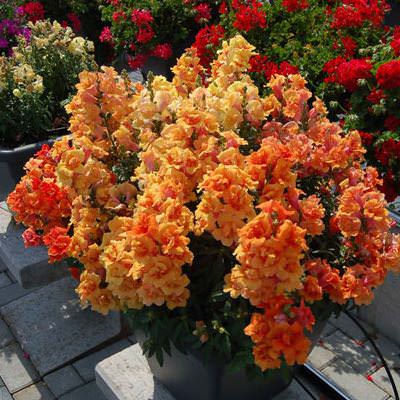 Snapdragons Twinny Bronze Shades