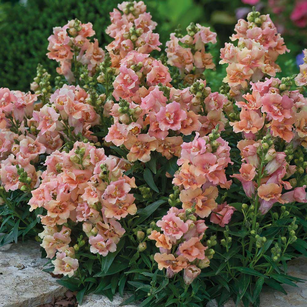 Snapdragons Twinny Peach