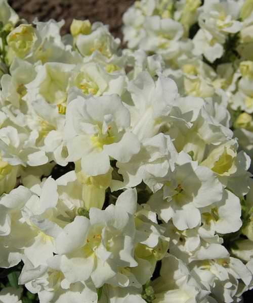 Snapdragons Twinny White