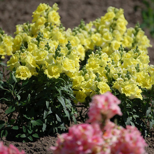 Snapdragons Twinny Yellow