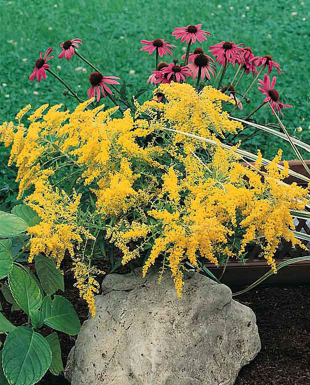 Golden Baby goldenrod - winter hardy perennial to zone 4 - Solidago canadensis