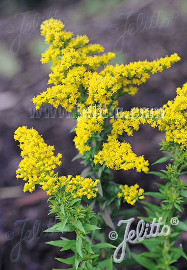 Little Miss Sunshine goldenrod seeds - Solidago canadensis