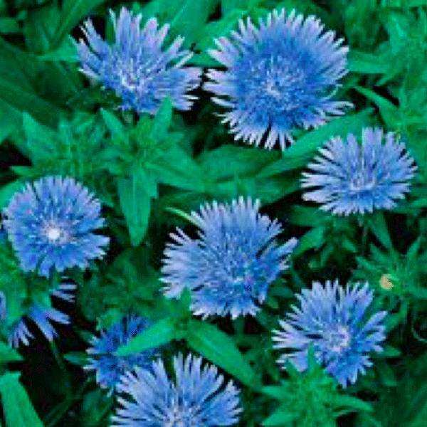 Blue Star stokesia Stokesia Blue Star - Stokesia laevis