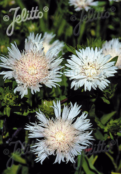 Stokesia White Star