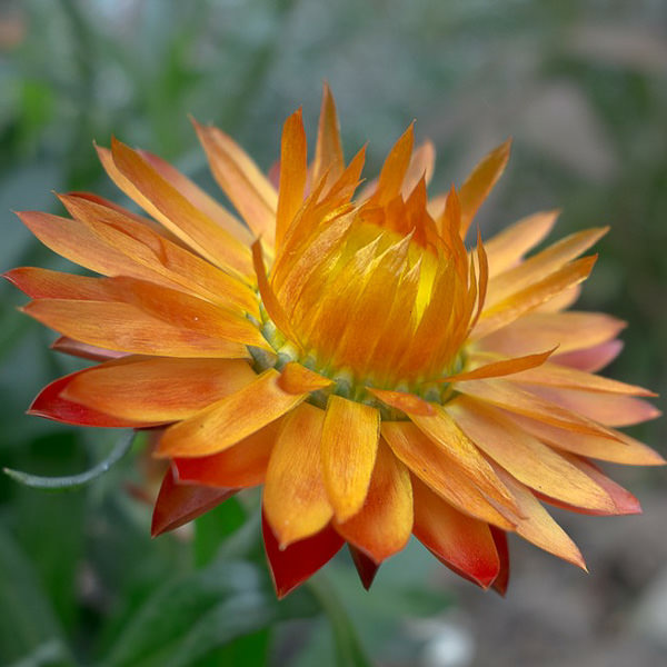 Apricot-Peach Mix strawflower