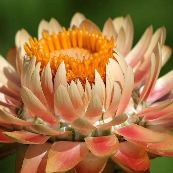 Strawflower seeds Apricot/Peach Mix