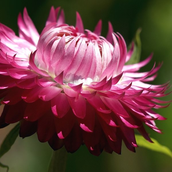 Bright Rose strawflower Strawflower seeds, Bright Rose