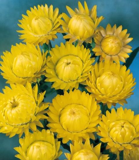 Golden Yellow Choice Double strawflower Strawflower seeds, Golden Yellow Choice Double