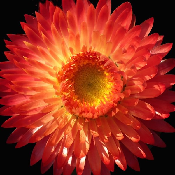 Strawflower seeds, Scarlet Choice Double
