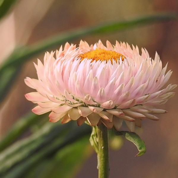 Silvery Rose strawflower