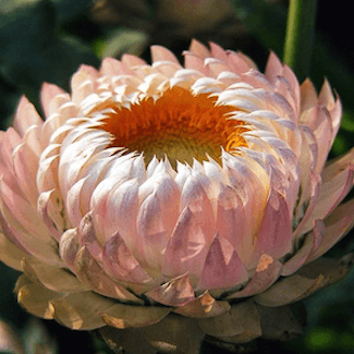 Silvery Rose strawflower Strawflower seeds, Silvery Rose