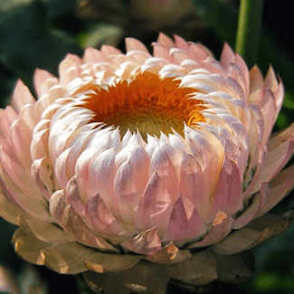 Strawflower seeds, Silvery Rose