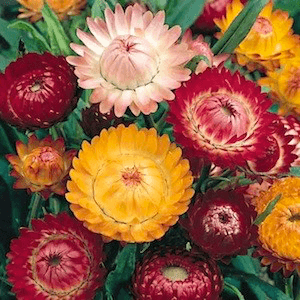 Strawflower seeds, Swiss Giants Mix