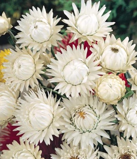 White Choice Double strawflower seeds