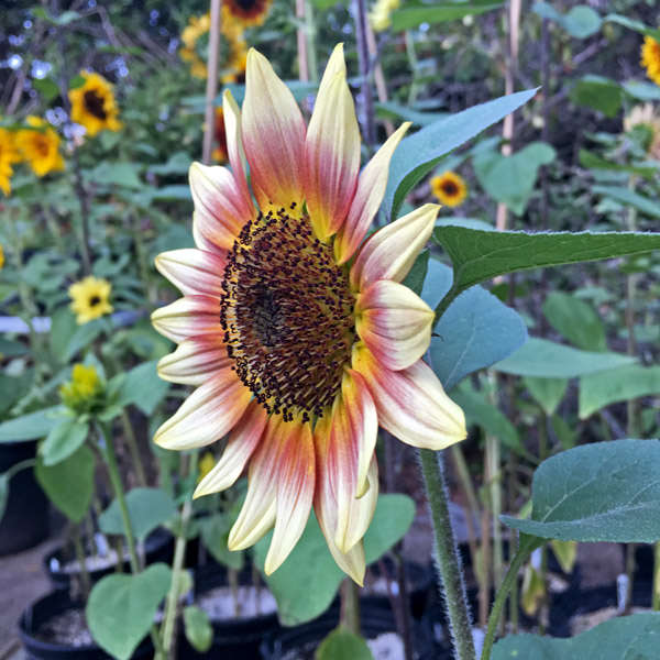 Gypsy Charmer sunflower Heliathus Gypsy Charmer sunflower