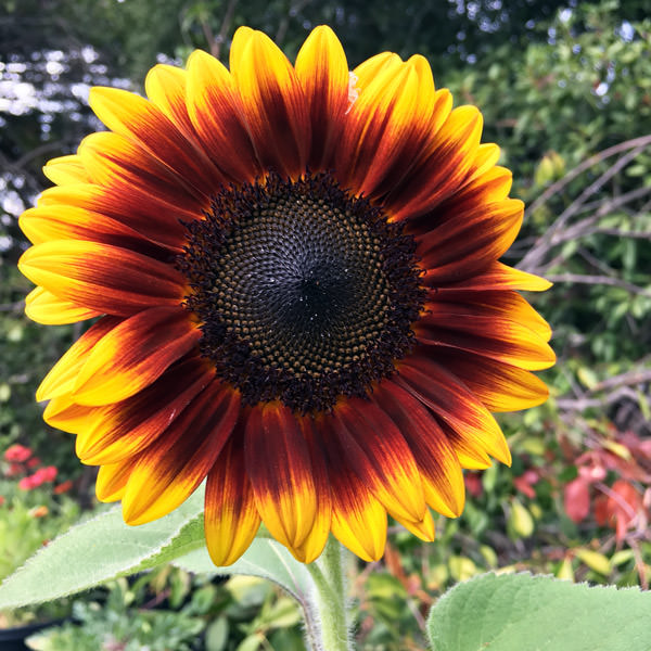 Helios Flame sunflower Helianthus Helios Flame sunflower