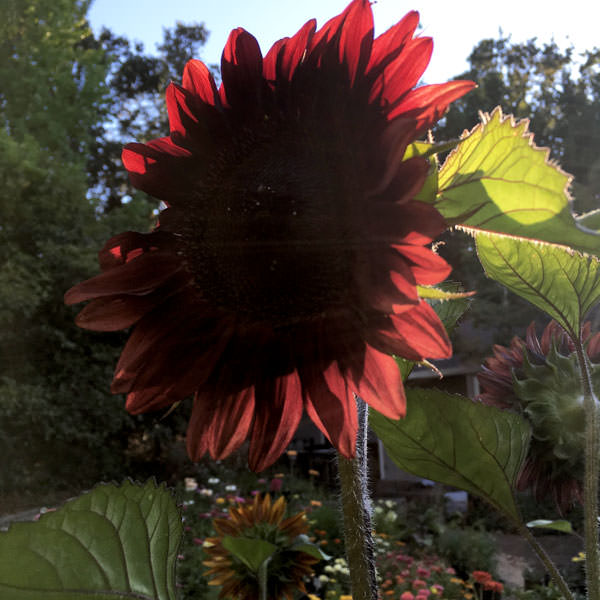 Sunflower ProCut Red