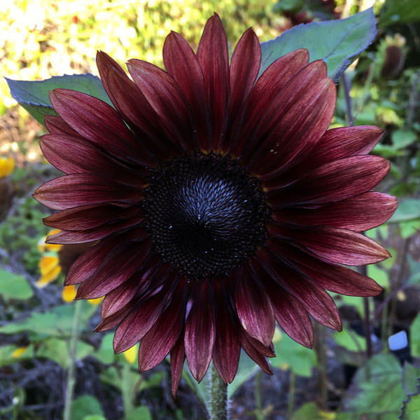 Helianthus ProCut Red Sunflower