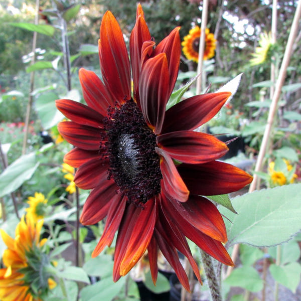 Helianthus Shock-o-Lat